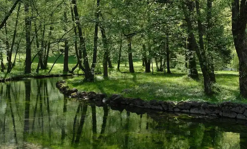 This is an image from Flickr of a river surrounded by great trees. This image is great for digital signage displays.